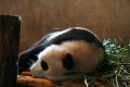 Junger Panda in der Zuchtstation