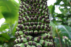 Bananen im botanischen Garten