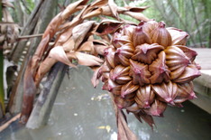 nochmal Pulau Ubin